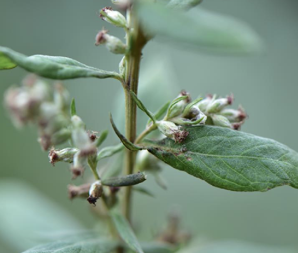  p>艾(学名: i>artemisia argyi /i> levl.