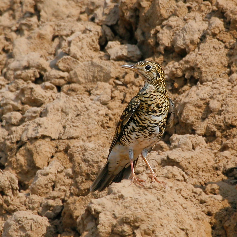 ground thrush