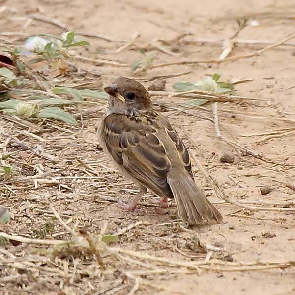  p>树麻雀指名亚种(学名: i>passer montanus montanus /i>)是树麻雀