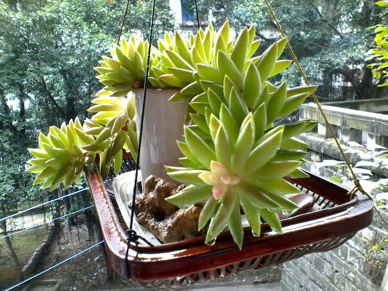 玉珠莲