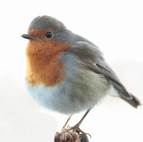  p>红胸鸲(学名: i>erithacus rubecula melophilus /i>),又叫 a