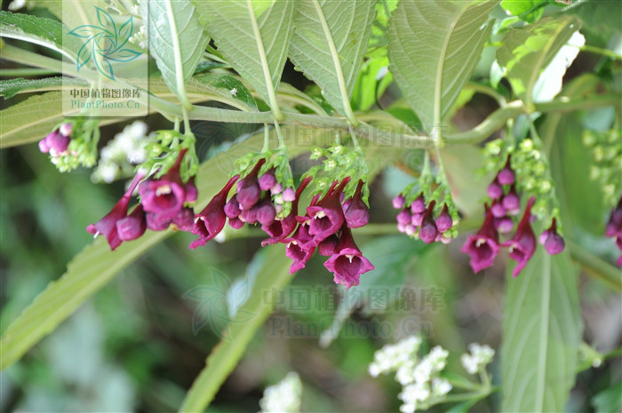  a target="_blank" href="/item/聚伞花序/9551471" data-lemmaid="