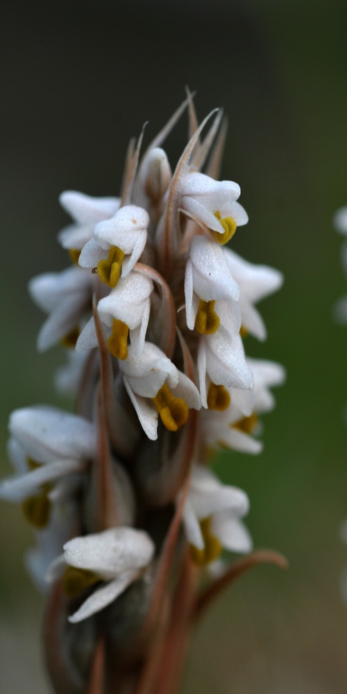  p>线柱兰(学名: i>zeuxine strateumatica /i> (l.) schltr.