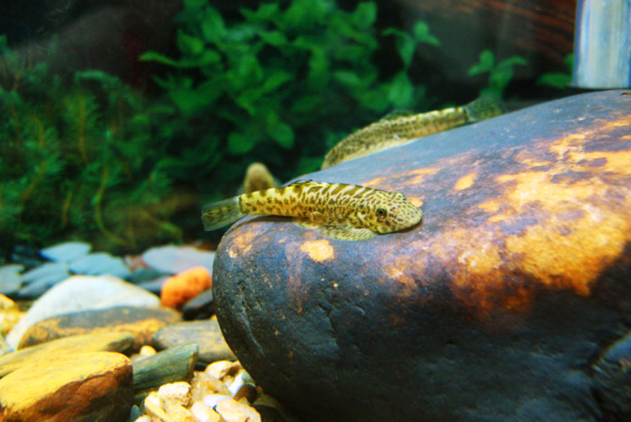  p>中华间吸鳅, i>hemimzon sinensis /i> (sauvage et dabry de