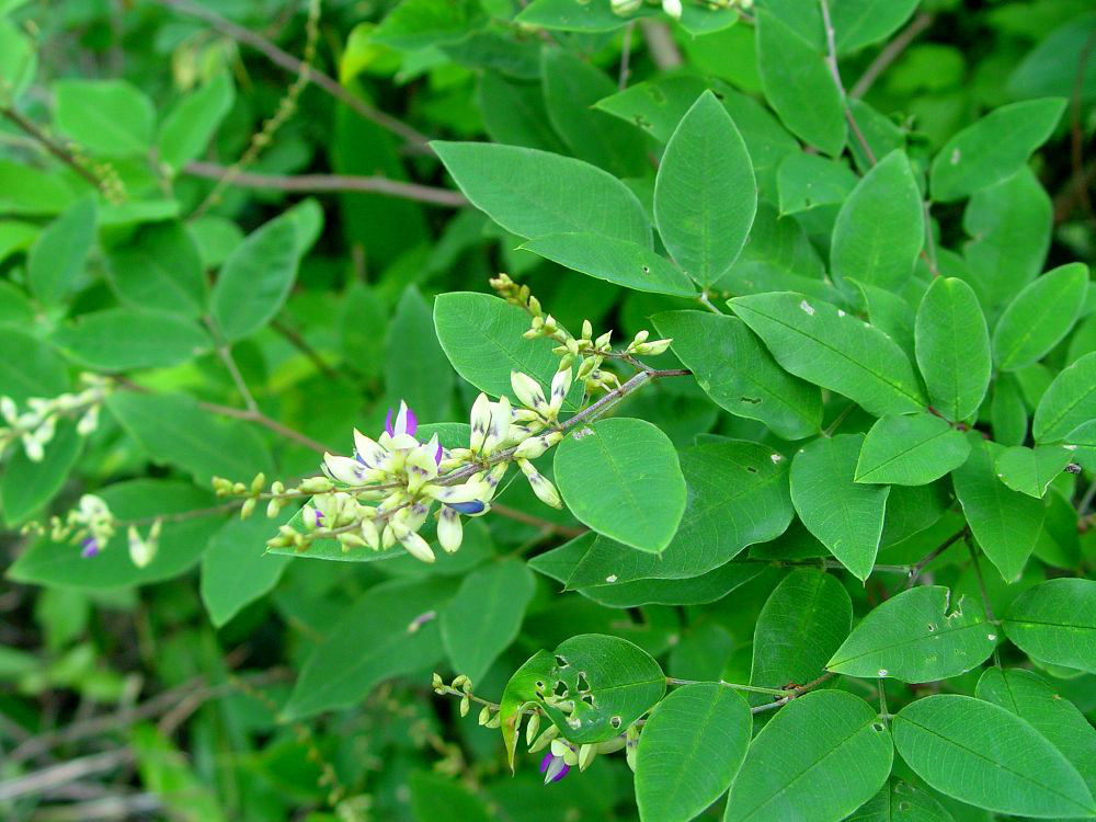 是豆科胡枝子属灌木.