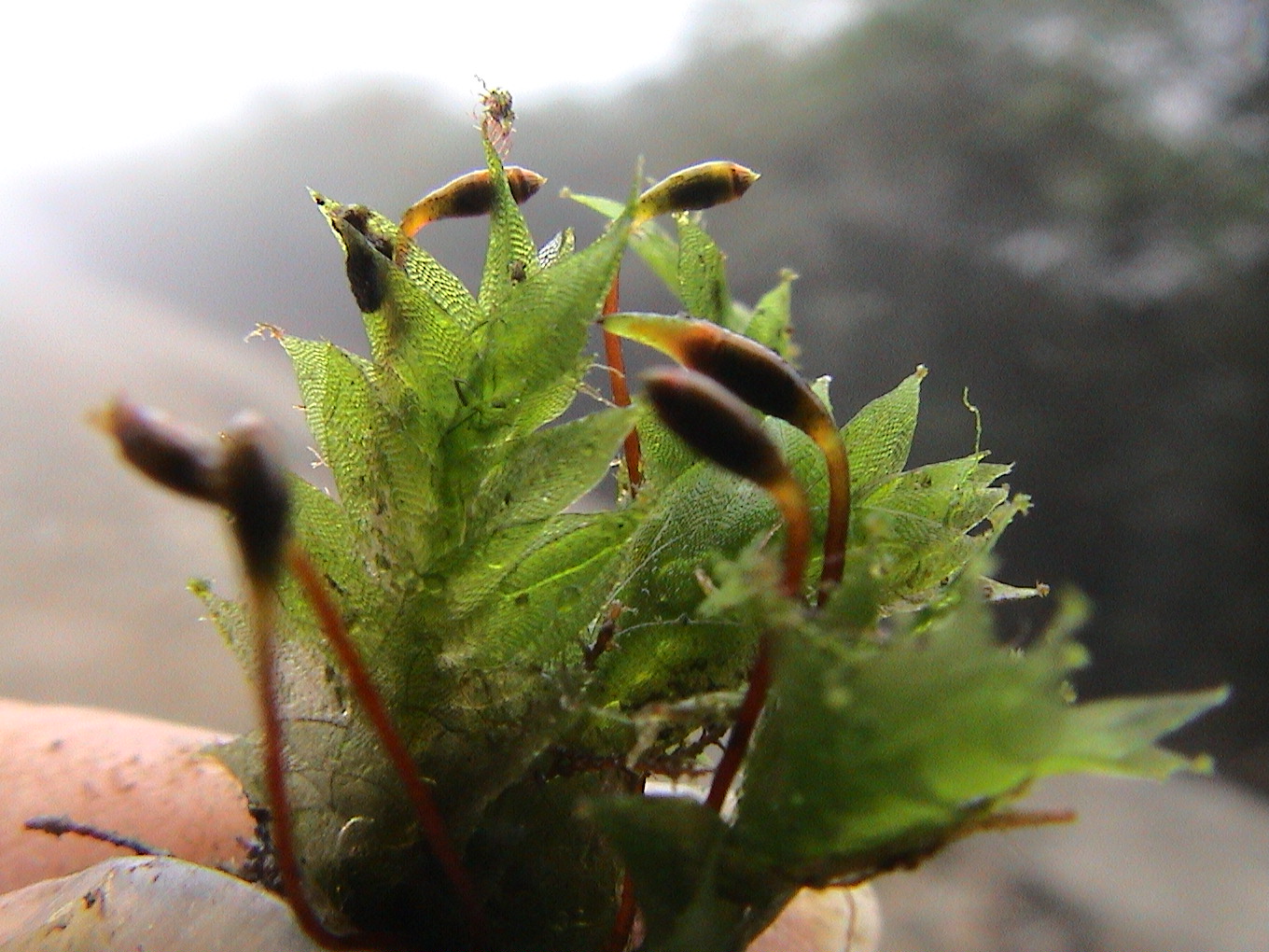 尖叶油藓,密集丛生,淡黄绿色,喜阴. /p>