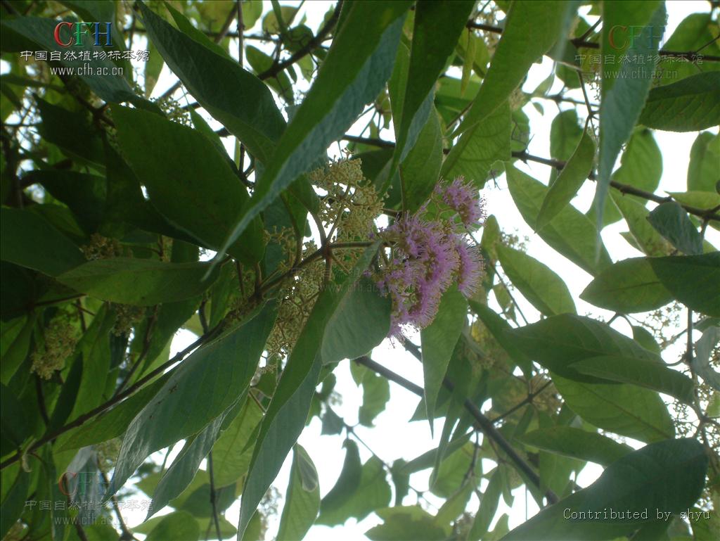 data-lemmaid="2951374">马鞭草科 /a>植物大叶紫珠callicarpa