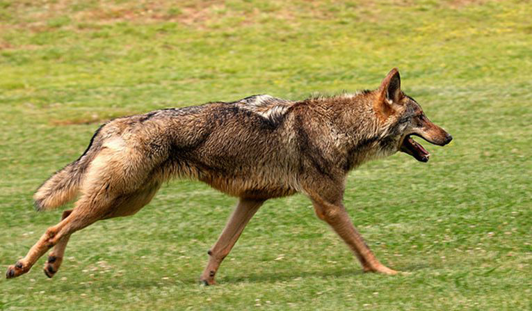  p>伊比利亚狼(学名: i>canis lupus signatus /i>)是灰狼的亚种之一