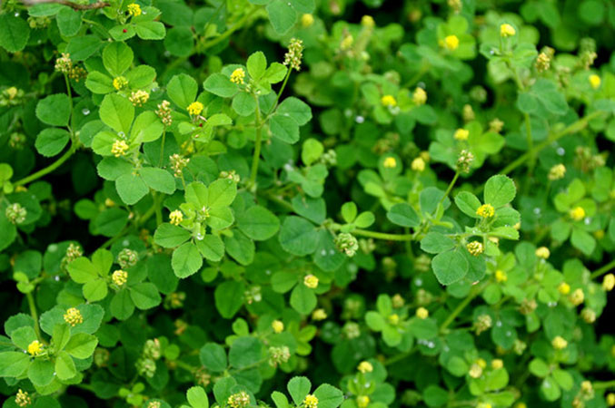 为豆科苜蓿属植物黄花苜蓿 i>medicago falcata  /i>l.的全草.