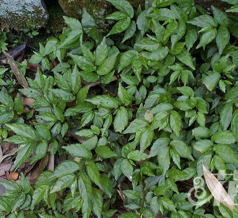  p>赤车系植物,叶具半离基三出脉或羽状脉, a target="_blank" href="