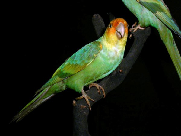  p>卡罗来纳州长尾小鹦鹉(学名: i>conuropsis carolinensis /i>):是