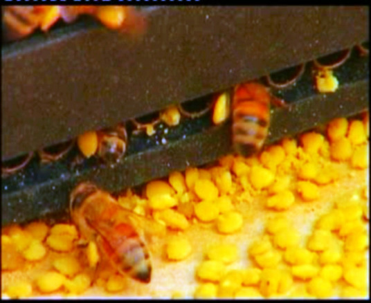 蜂花粉美容 百度百科