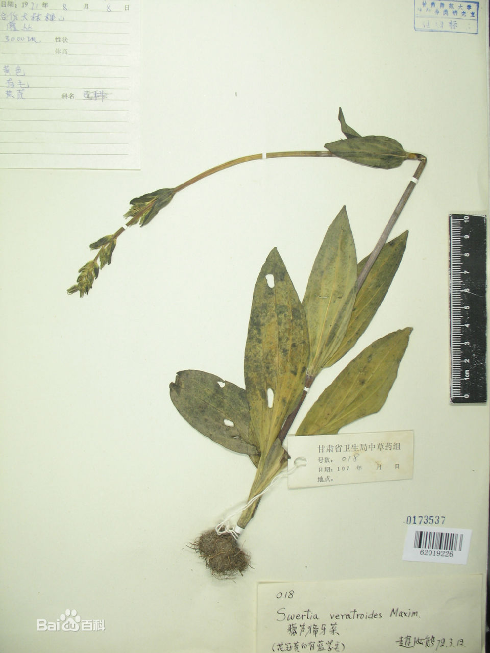 swertia veratroides maxim. ex kom.