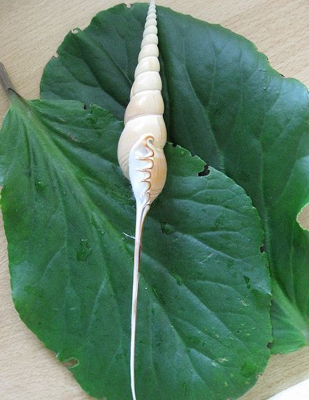  p>长鼻螺(学名: i>tibia fusus /i>): a href="#" data-lemmaid="