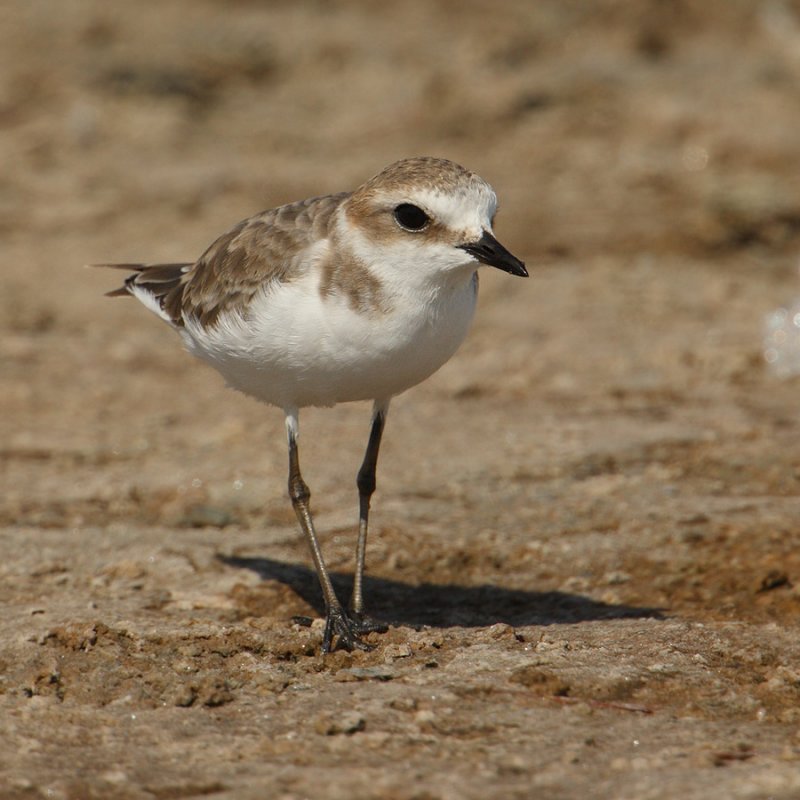  p>环颈鸻(学名: i>charadrius alexandrinus /i>):全长约16厘米.