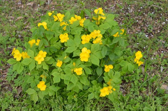 黄花补血草(原变种)