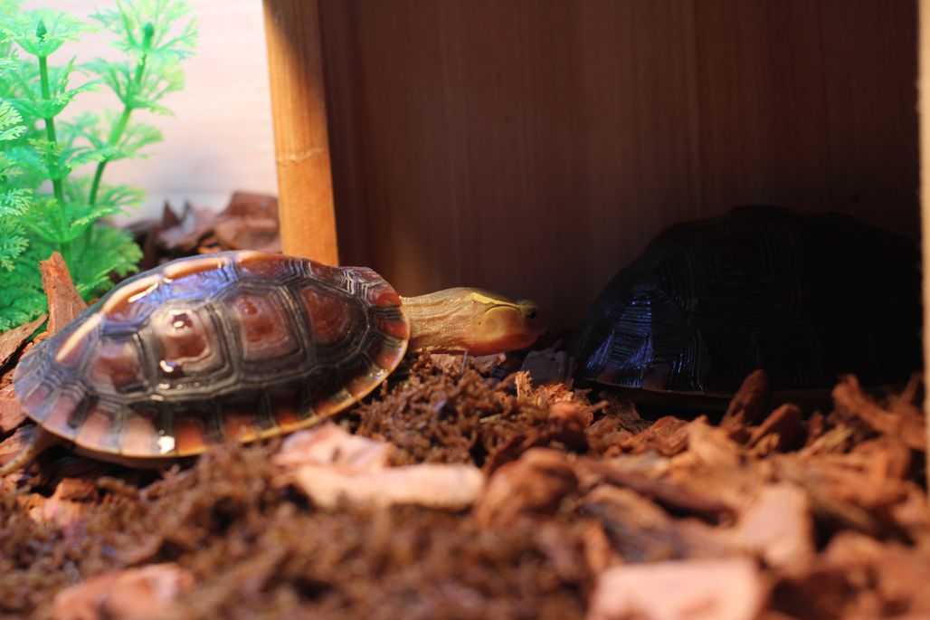  p>黄缘闭壳龟(学名: i>cuora flavomarginata /i>)是龟科,闭壳龟属