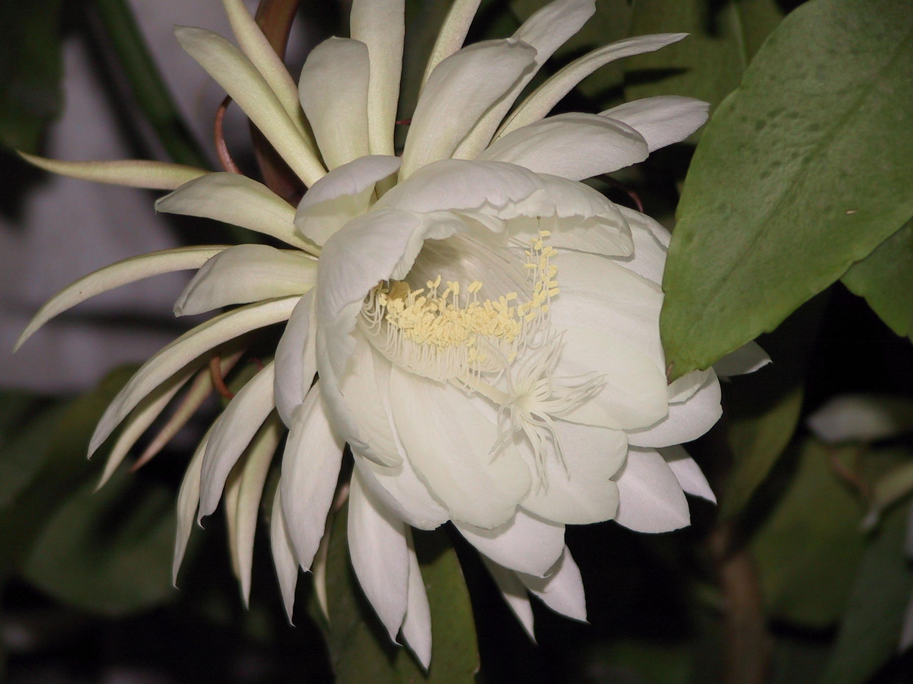 也叫做白菖蒲, a target="_blank" href="/item/藏菖蒲/5077321"