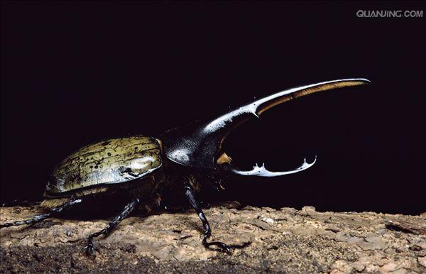  p>犀牛甲虫(phileurus didymius)隶属于鞘翅目.