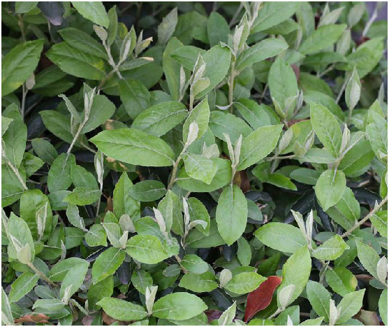 为胡颓子科胡颓子属植物佘山胡颓子 i>elaeagnus argyi /i> levl.