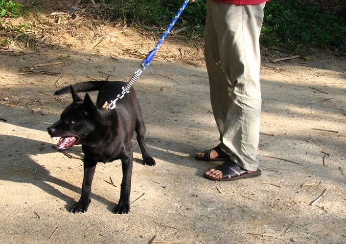  p>台湾犬,拼音为tái wān quǎn,是在 a target="_blank" href="