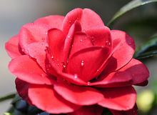  p>红珍珠是 a href="#" data-lemmaid="315158">茶花 /a>的一个品种.