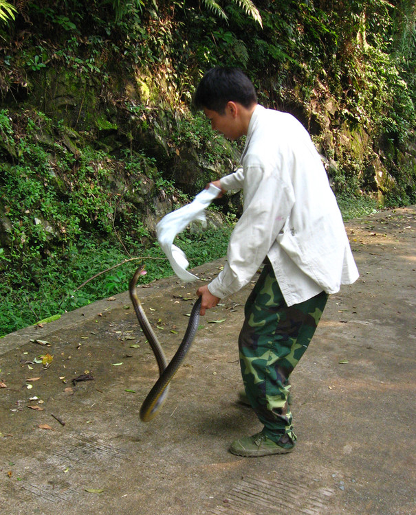  p> a target="_blank" href="/item/乌梢蛇/322909" data-lemmaid="