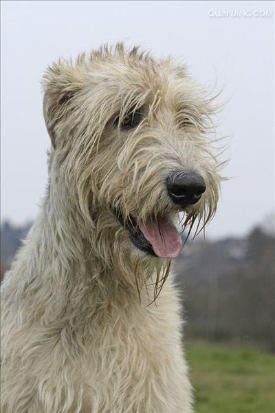  p>爱尔兰猎狼犬的英文名称为:irishwolfhound.