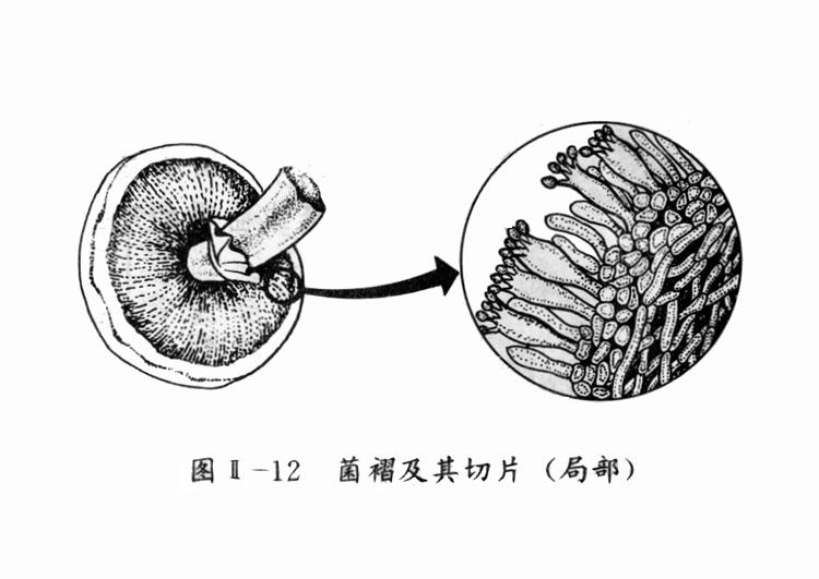  p data-id="gnwrzj4b4v">菌褶 (gill / lamellae)指担子菌类伞菌子