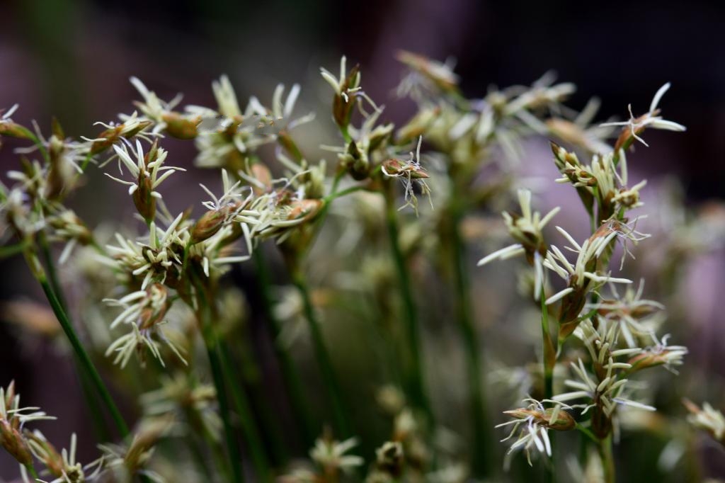 是莎草科,荸荠属植物.