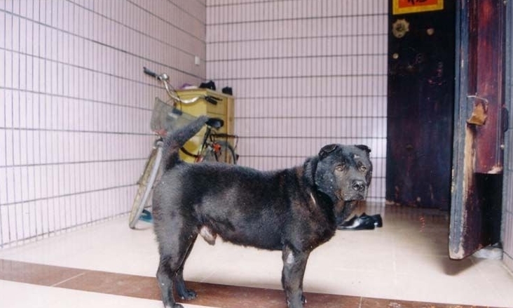  p>箭毛猎犬是湖北黄石等地的一种原生犬种,身形修长,健美,被毛短直而