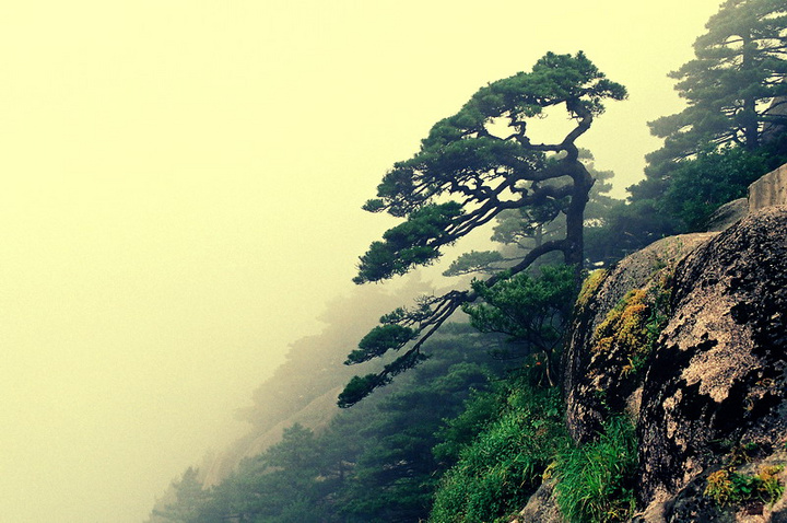  p>黄山松(学名: i>pinus taiwanensis /i> haya