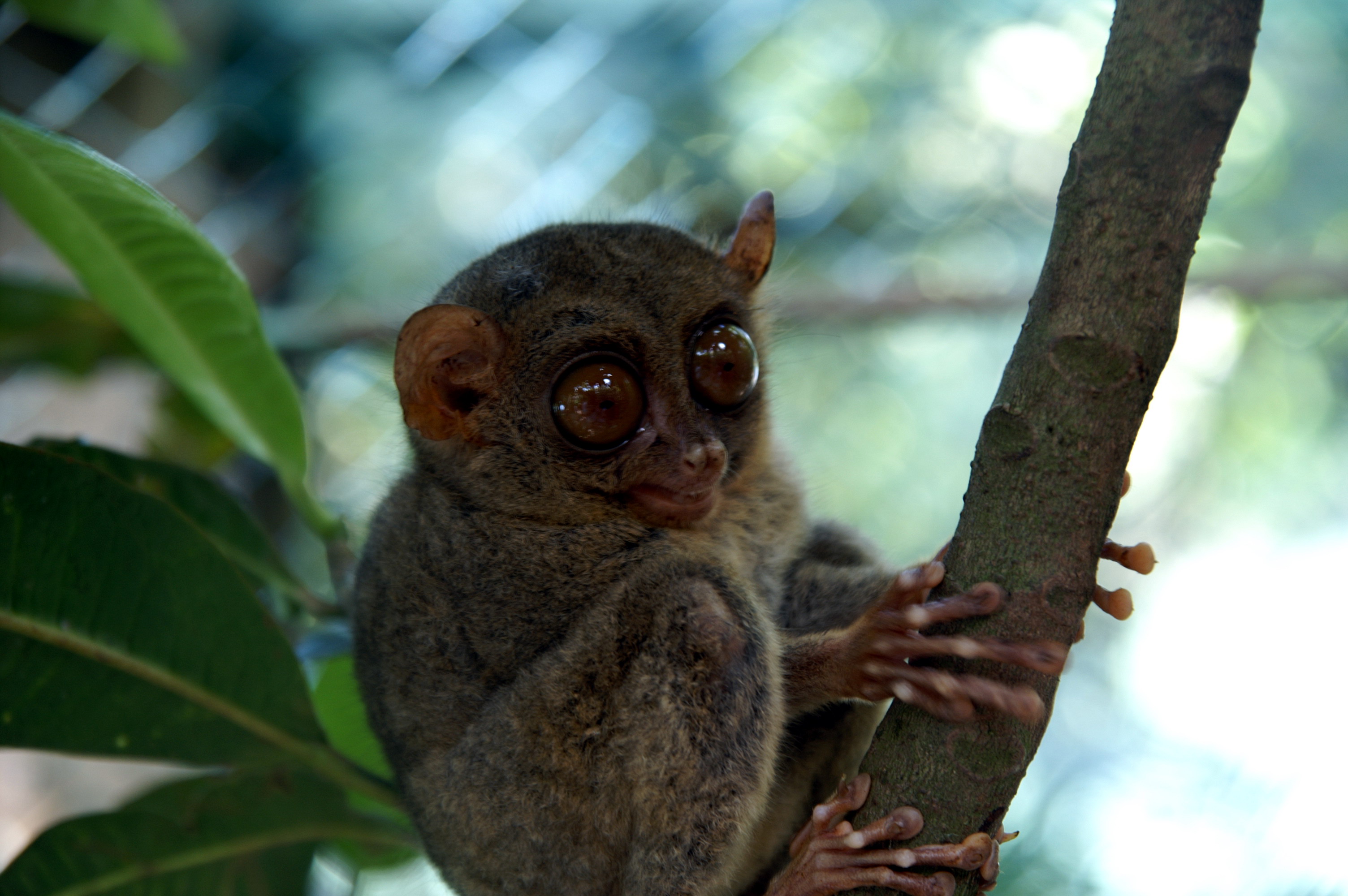  p>眼镜猴(学名:philippine tarsier),又称 a href="#" data-lemmaid=