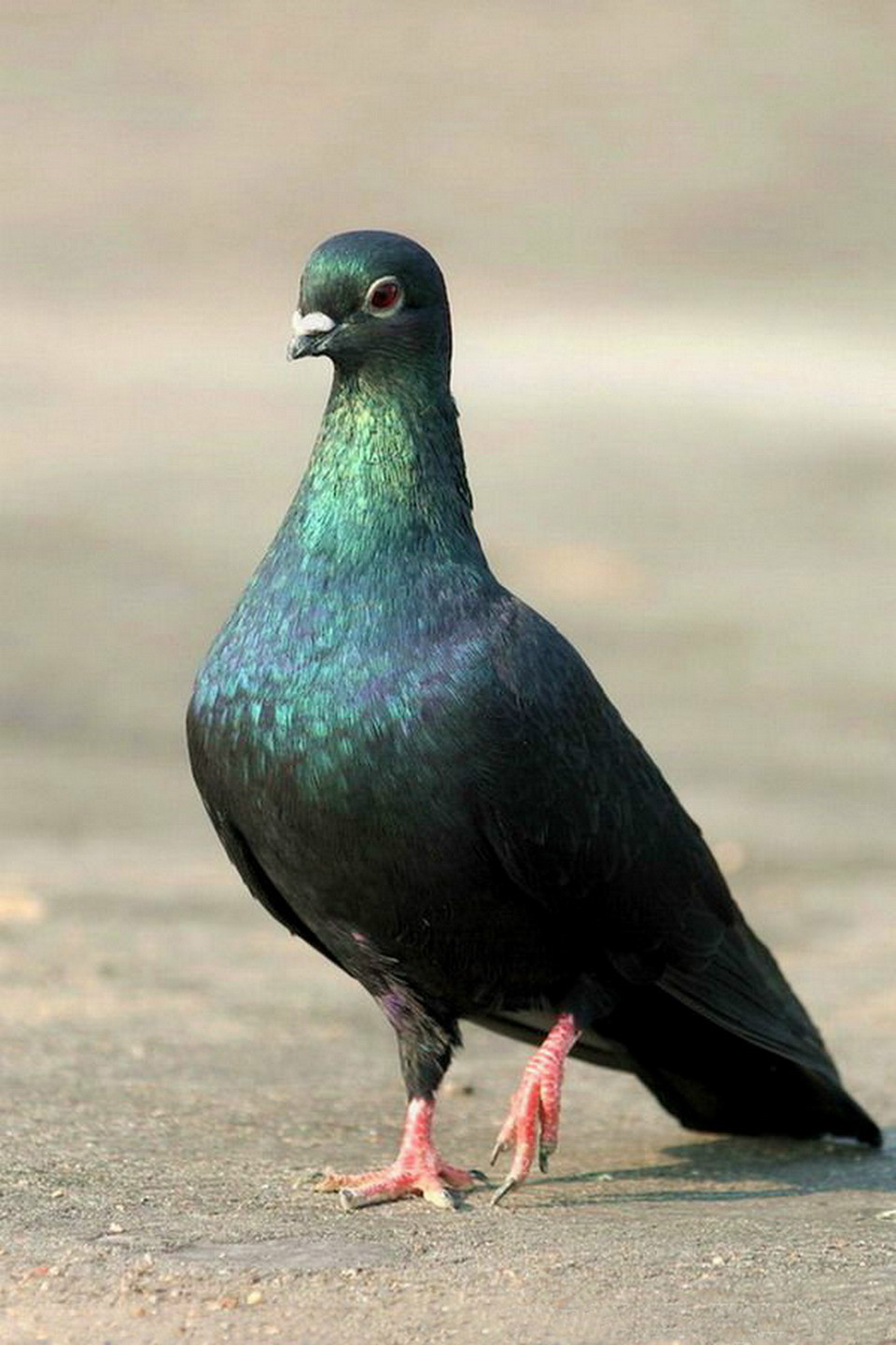  p data-id="go029m8tek">黑皂鸽也称乌美鸽,是较古老的鸽子品种,产于