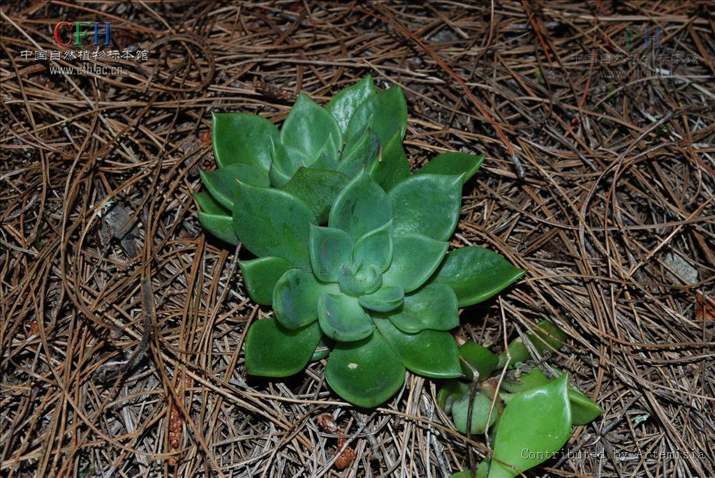 sinocrassula indica var. viridiflora
