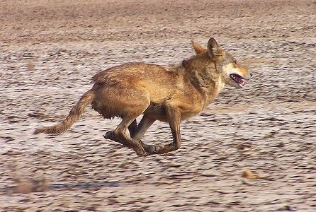  p>伊朗狼(学名: i>canis lupus pallipes /i>)是灰狼的亚种之一,该