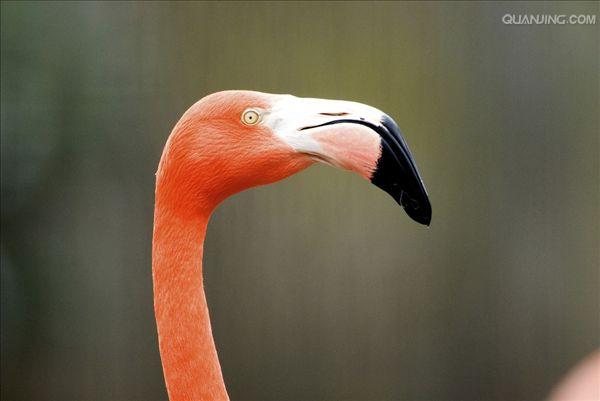 火烈鸟
