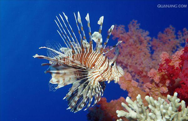  p>蓑鲉(学名: i>pterois volitans /i>)是鲉科,蓑鲉属硬骨鱼.