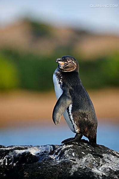 加拉帕戈斯企鹅