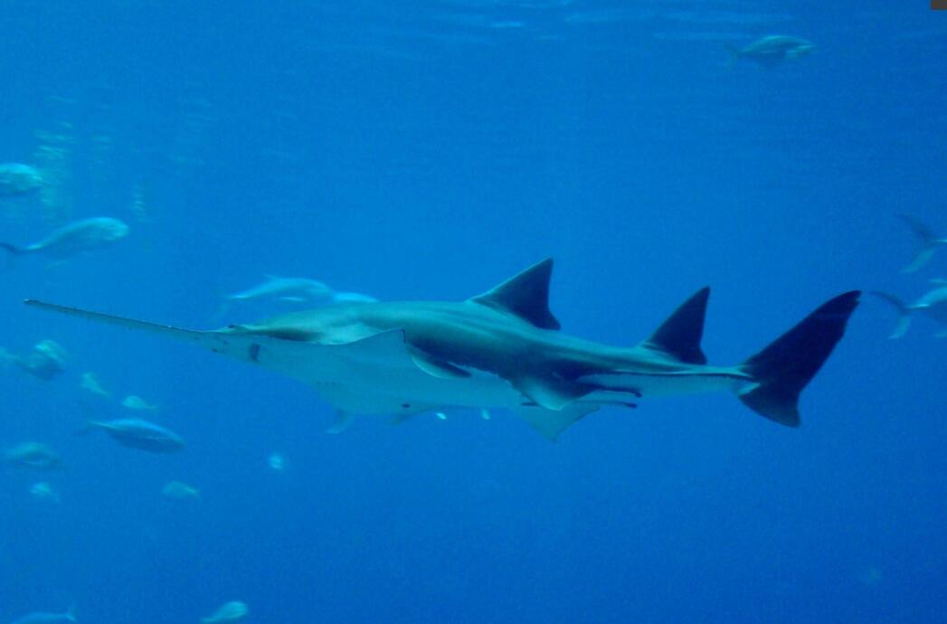  p>小齿锯鳐(学名: i>pristis microdon /i>)是锯鳐科,锯鳐属鱼类.