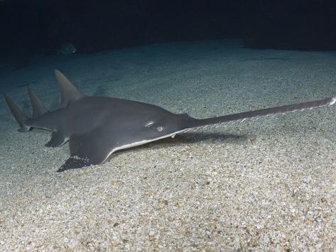  p>小齿锯鳐(学名: i>pristis microdon /i>)是锯鳐科,锯鳐属鱼类.