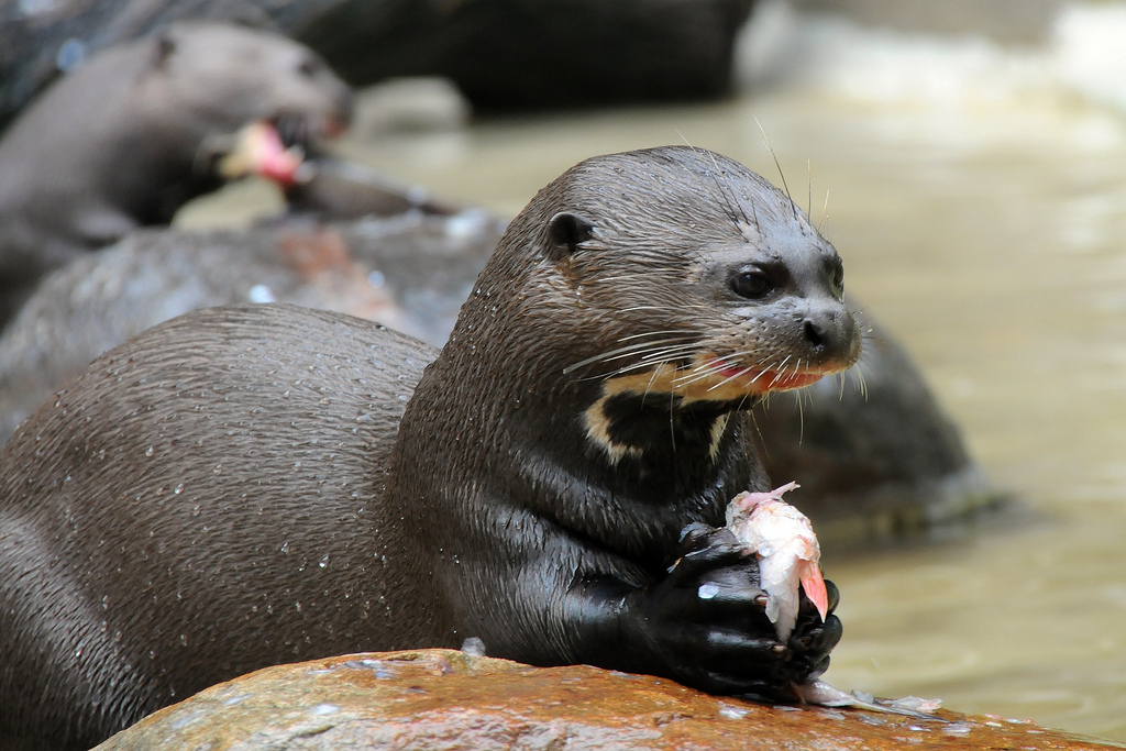  p>巨獭(学名: i>pteronura brasiliensis /i>):鼬科巨獭属的一种动物