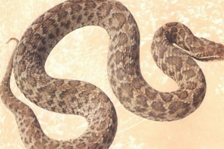  p data-id="go0kfjd4pe">巨型蝮蛇,响尾蛇亚科(crotalinae),新大陆