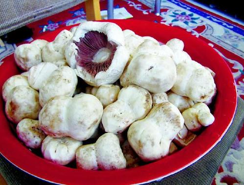 imai),俗称 a target="_blank" href="/item/口蘑/665514" data