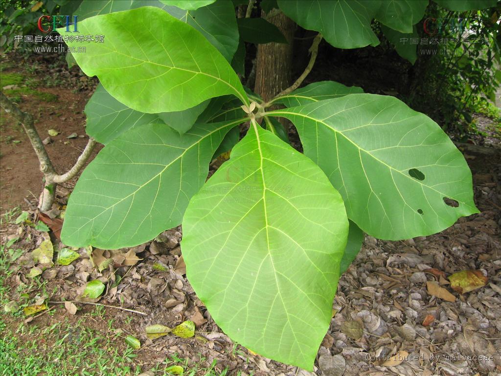  p>柚木(学名: i>tectona grandis  /i>l.f.