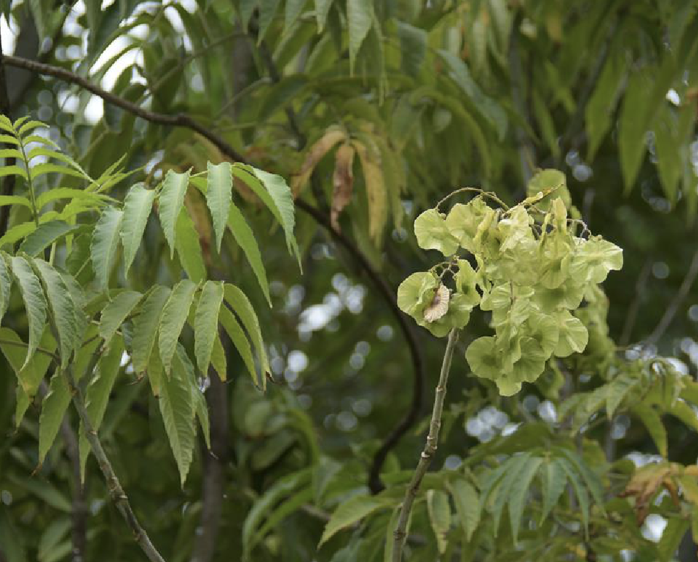  p>云南金钱槭(学名: i>dipteronia dyerana /i> henry)是槭树科金钱