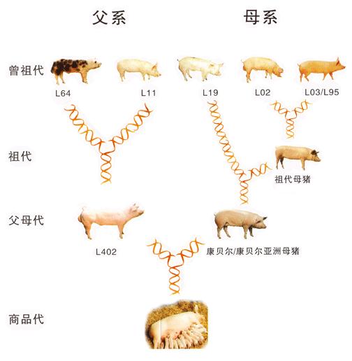 lemmaid="147315">猪 /a>育种公司,在30多个国家设有分公司和种猪基地