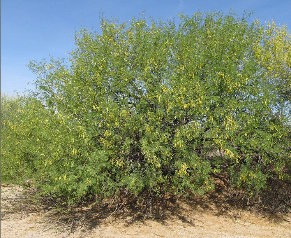  p>牧豆树属,我国 a href="#" data-lemmaid="122340">台湾 /a>,广东