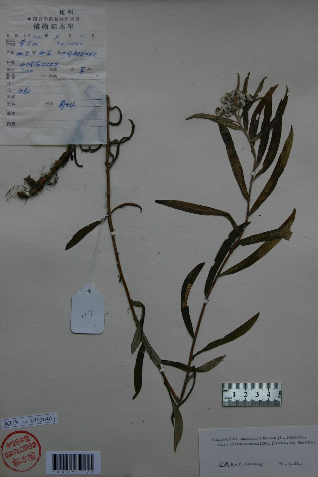  p>珠光香青(学名: i>anaphalis margaritacea /i> (l.) benth.