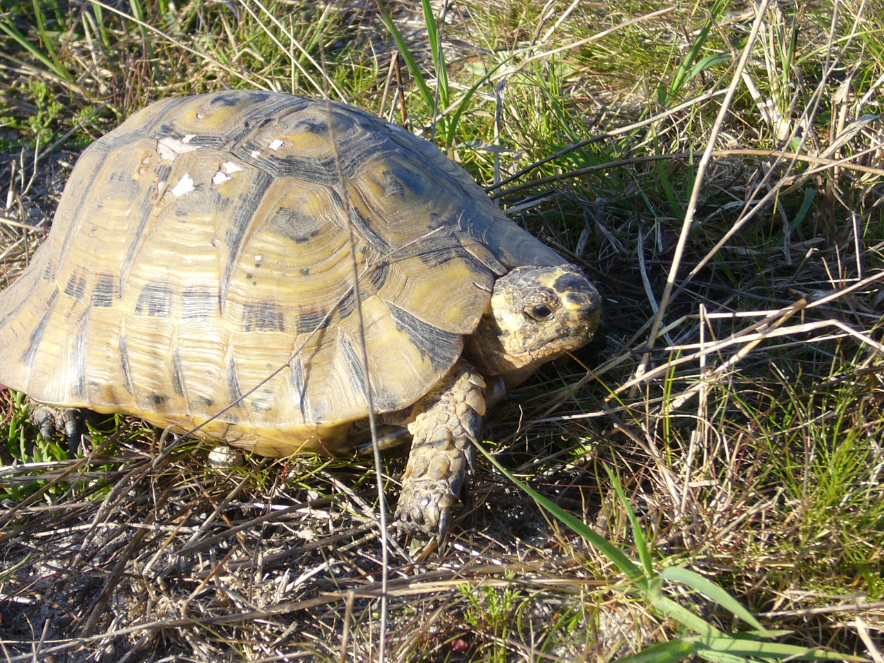  p>欧洲 a href="#">陆龟 /a>体型与体色的变异都很大,在 a href="#"